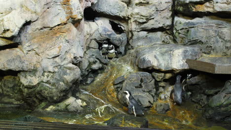 Pingüinos-En-Un-Parque-Zoológico-De-Ambiente-Artificial.-Animales-Protegidos